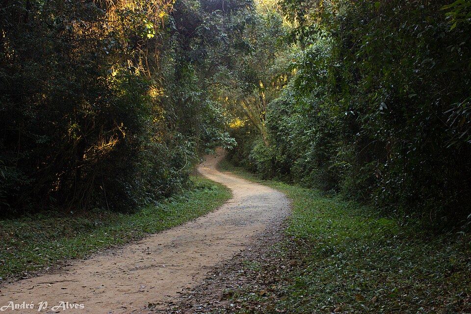 Trilha de terra na mata do Parque da Cantareira, com a luz entrando entre as árvores